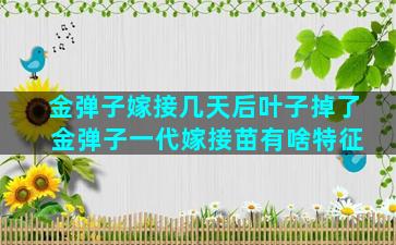 金弹子嫁接几天后叶子掉了 金弹子一代嫁接苗有啥特征